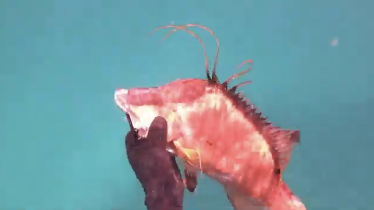 From The Sea to The Kitchen